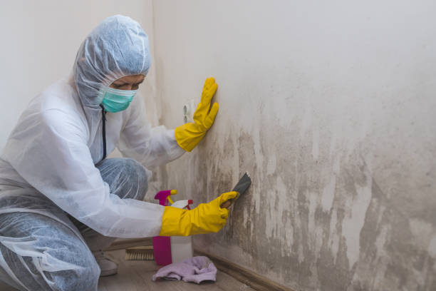 Mold Odor Removal Services in Sunrise Beach Village, TX