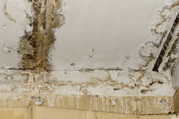 Asbestos and Lead Testing During Mold Inspection in Sunrise Beach Village, TX