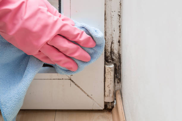 Mold Documentation for Insurance Claims